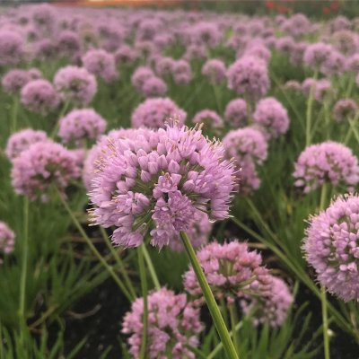 Allium hybr. In Orbit ®, Prydnadslök, P11cm
