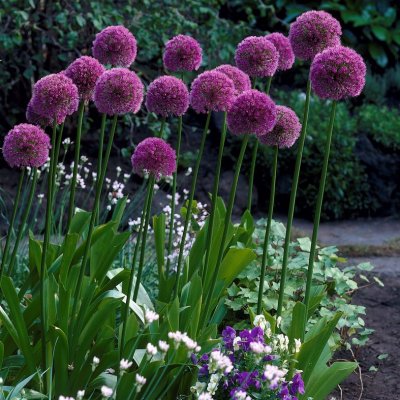 Allium Lucy Ball 1st