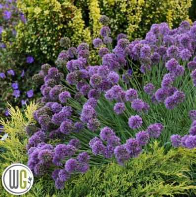 Allium Medusa´s Hair (Medusa), Prydnadslök