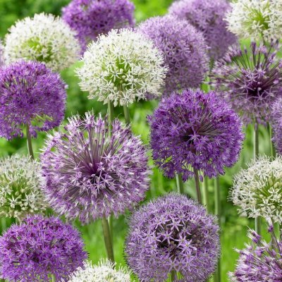 Allium Mix 5st