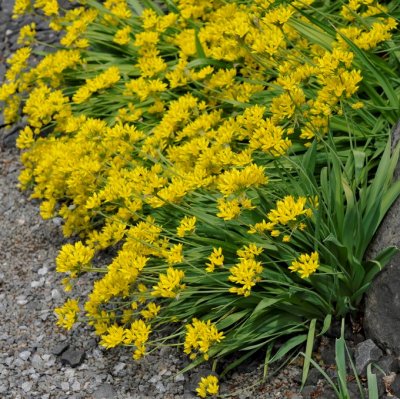 Guldlök Allium moly 20st
