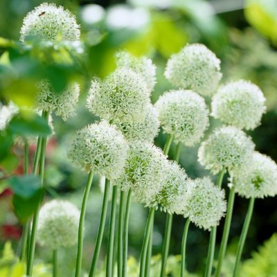 Skägglök Allium stipitatum Mount Everest 1st