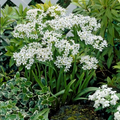 Neapellök Allium neapolitanum 20st