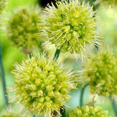 Allium obliquum, Vridlök, P9cm
