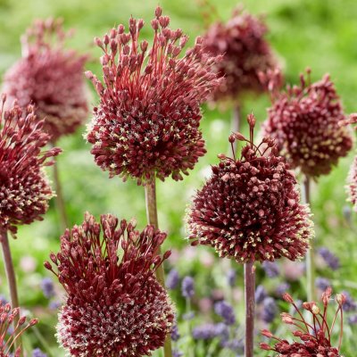 Ametistlök Allium amethystinus Red Mohican 2st