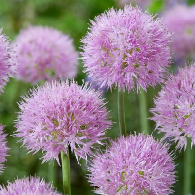 Allium Rosy Dream 10st