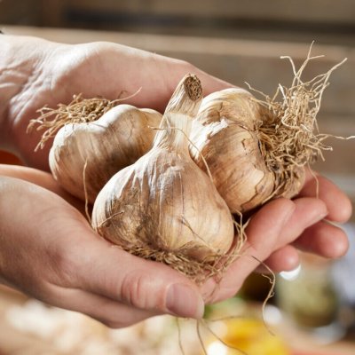 Vitlök Rustisem EKO 2-pack