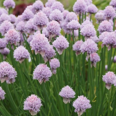 Allium schoenoprasum Curly Mauve