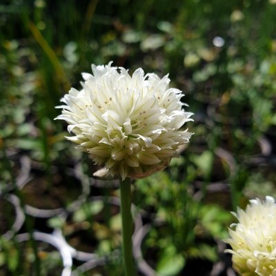 Allium schoenoprasum White One, Gräslök, Krukstorlek: 0,5-1L