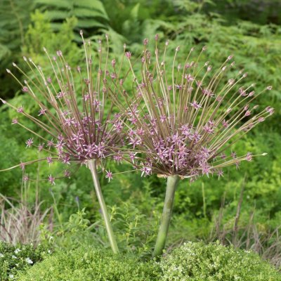 Fyrverkerilök Allium schubertii 3st