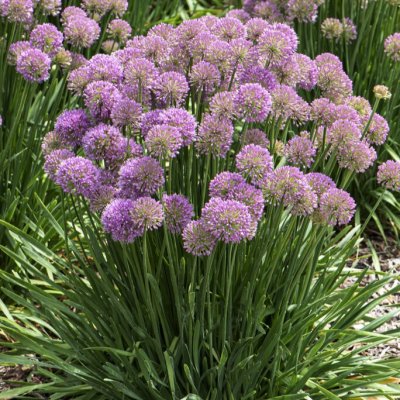Allium senescens Serendipity ®, Bredbladig Kantlök
