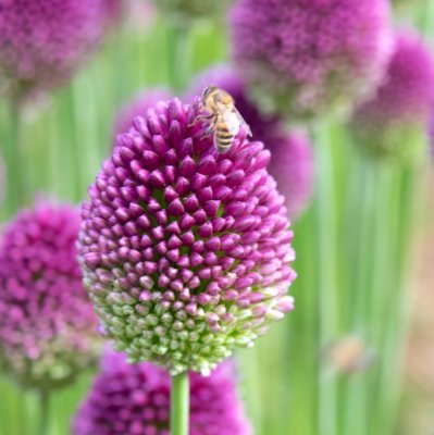 Klotlök Allium sphaerocephalon 50st