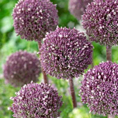 Jättelök Allium Summer Drummer 3st