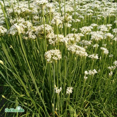 Allium tuberosum, Kinesisk Gräslök, C11,5cm
