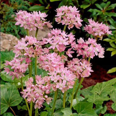 Glanslök Allium unifolium 10st