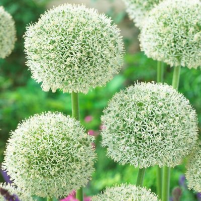 Skägglök Allium stipitatum White Giant 1st