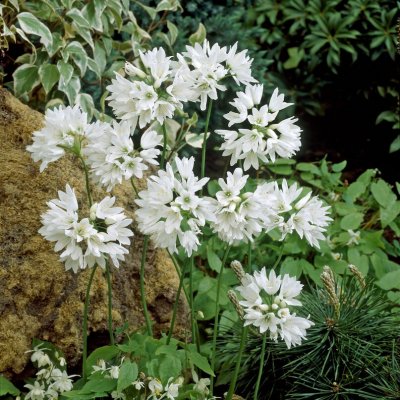 Allium zebdanense