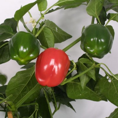Paprika Bendigo, Ekologisk