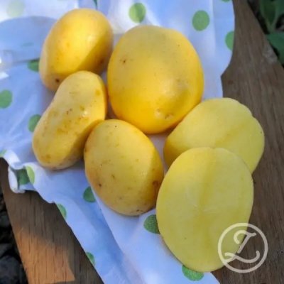Sättpotatis Agria