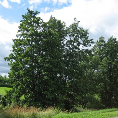 Alnus glutinosa Fk Fyris E, Klibbal
