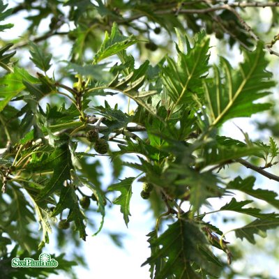 Fagus sylvatica Aspleniifolia, Flikbok