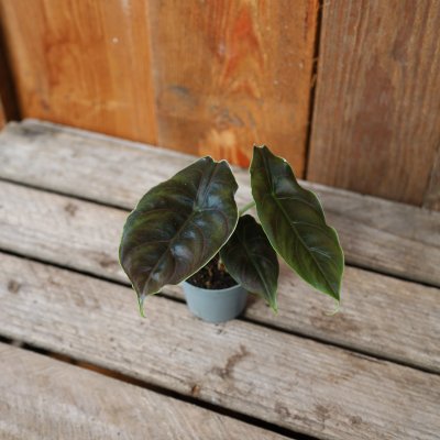 Alocasia Bagandi Azlanii