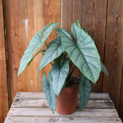 Alocasia heterophylla Corazon