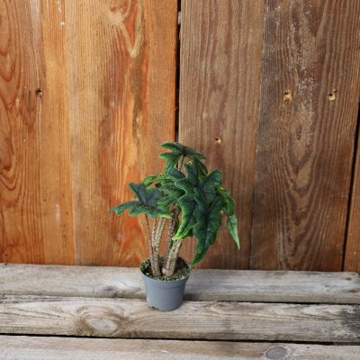 Alocasia Jacklyn