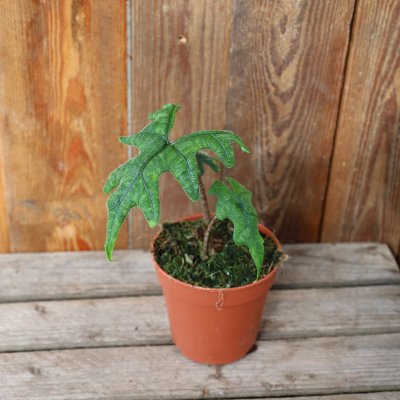 Alocasia Jacklyn