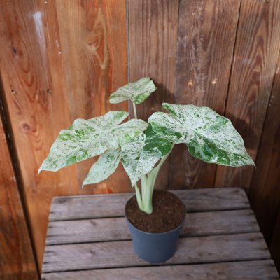 Alocasia macrorrhiza Splash