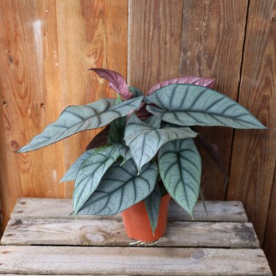 Alocasia Nebula