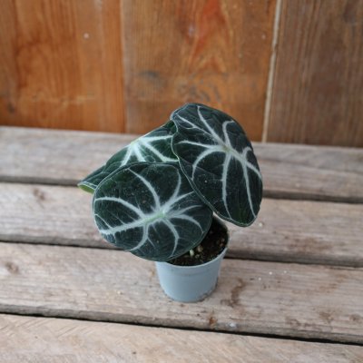 Alocasia Ninja