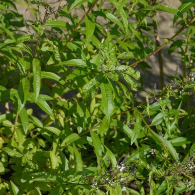 Aloysia citriodora, Citronverbena, C11,5cm