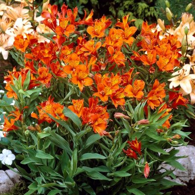 Alstroemeria aurea Orange King, Guldalströmeria, SQ1