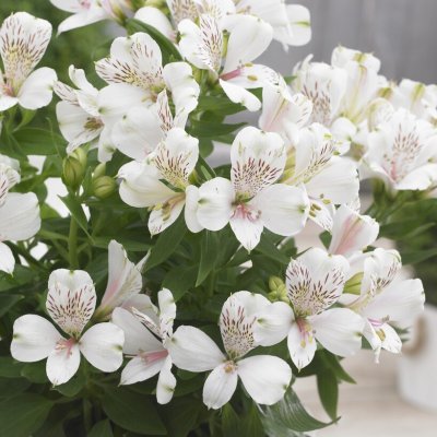 Alstroemeria, Stickling, Inticancha ® Magic White 1-pack