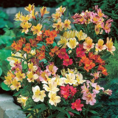 Alströmeria Alstromeria aurea Mix 3st