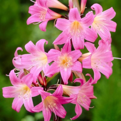 Kapamaryllis Amaryllis belladonna 1st