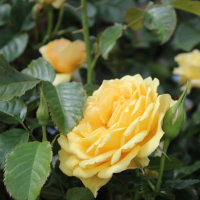 Amber Queen ®, Rabattros