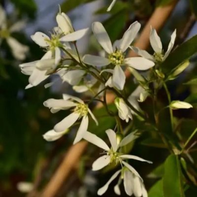 Amelanchier canadensis Prince William