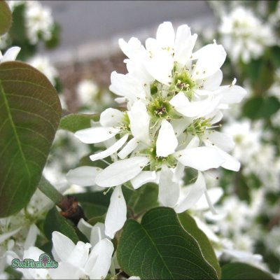 Amelanchier alnifolia, Bärhäggmispel 10-pack, 30-50 barrot