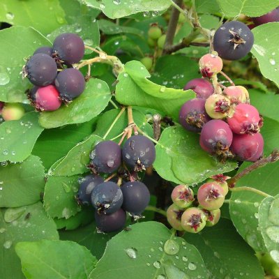 Amelanchier alnifolia Greatberry ® Garden, Bärhäggmispel, C5