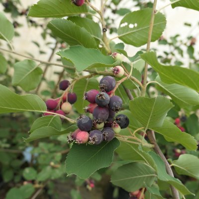 Amelanchier alnifolia Krasnojarskaja