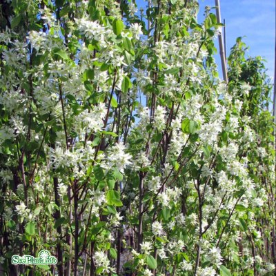 Amelanchier alnifolia Obelisk ®, Bärhäggmispel, 80 stam C4
