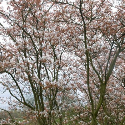 Amelanchier x grandiflora Robin Hill, Storblommig Häggmispel, utr 175-200 co