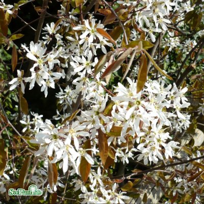 Amelanchier lamarckii Fk Ultuna, Prakthäggmispel 10-pack, 30-50 barrot