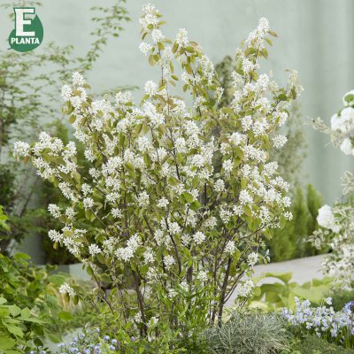 Amelanchier spicata Fk Falun E, Häggmispel 10-pack, 30-50