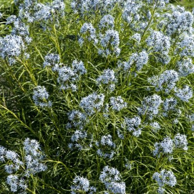 Amsonia Ernst Pagels, Amsonia
