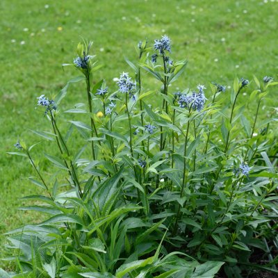 Amsonia tabernaemontana, Amsonia, P9cm