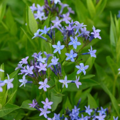 Amsonia tabernaemontana Blue Ice, Amsonia, P9cm