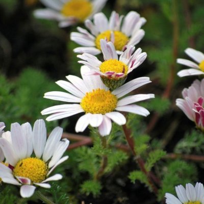 Anacyclus pyrethrum var. depressus, Dvärgbertram, P9cm